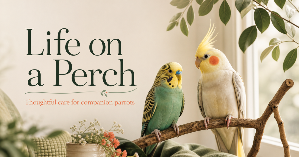 A budgerigar and cockatiel perched together beside a softly lit window